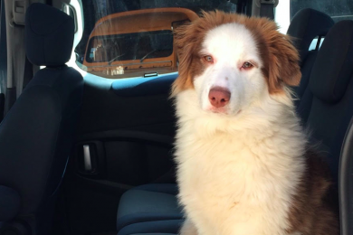 Thelma, chien écouteur