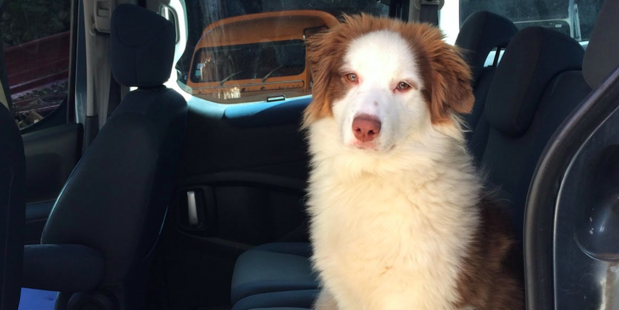 Thelma, chien écouteur